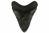 Fossil Megalodon Tooth - South Carolina #164926-1